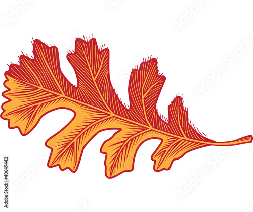 Oak Tree Leaf