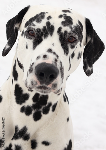 Portrait of dalmatian dog breed © dager