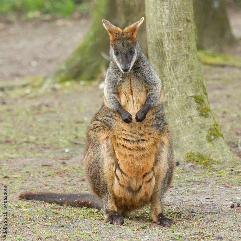 Naklejka premium Close-up swamp wallaby