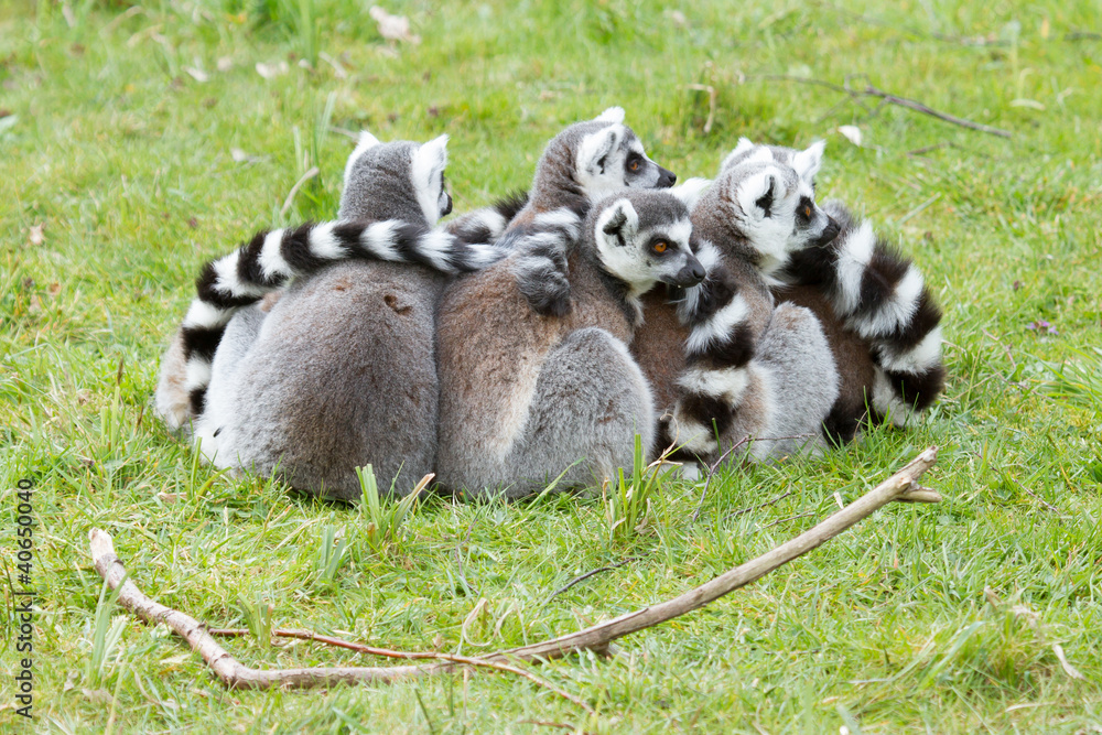Obraz premium Ring-tailed lemur (Lemur catta)