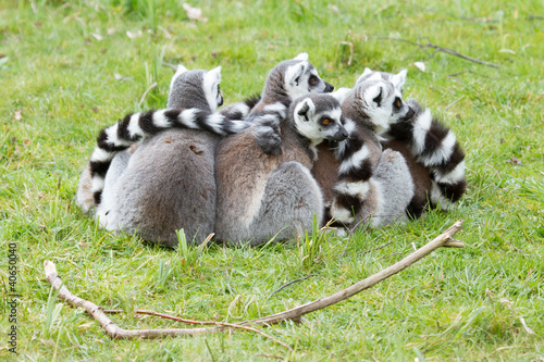 Ring-tailed lemur (Lemur catta) © michaklootwijk
