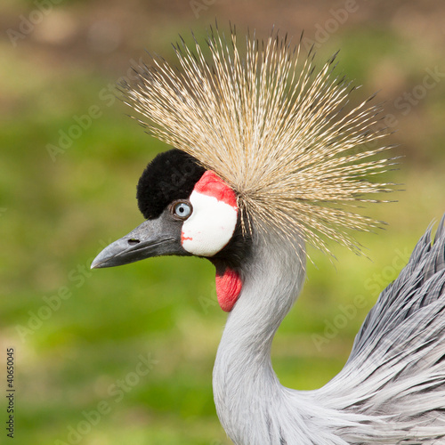 A crowned crane