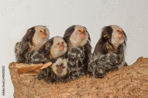 Five Tufted-eared Marmosets photo