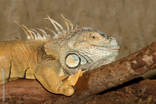 A green iguana