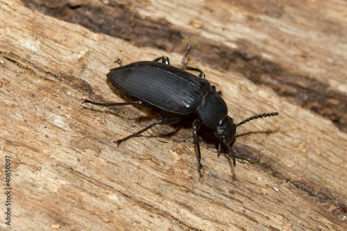 A large black beetle