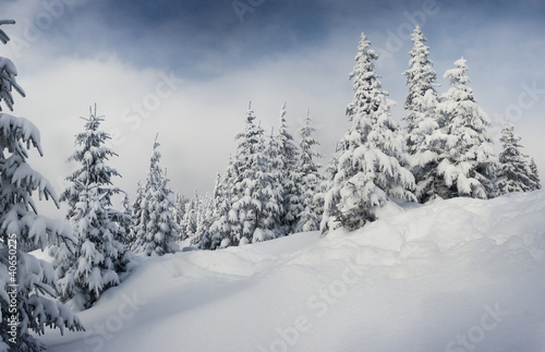 Winter trees © Leonid Tit