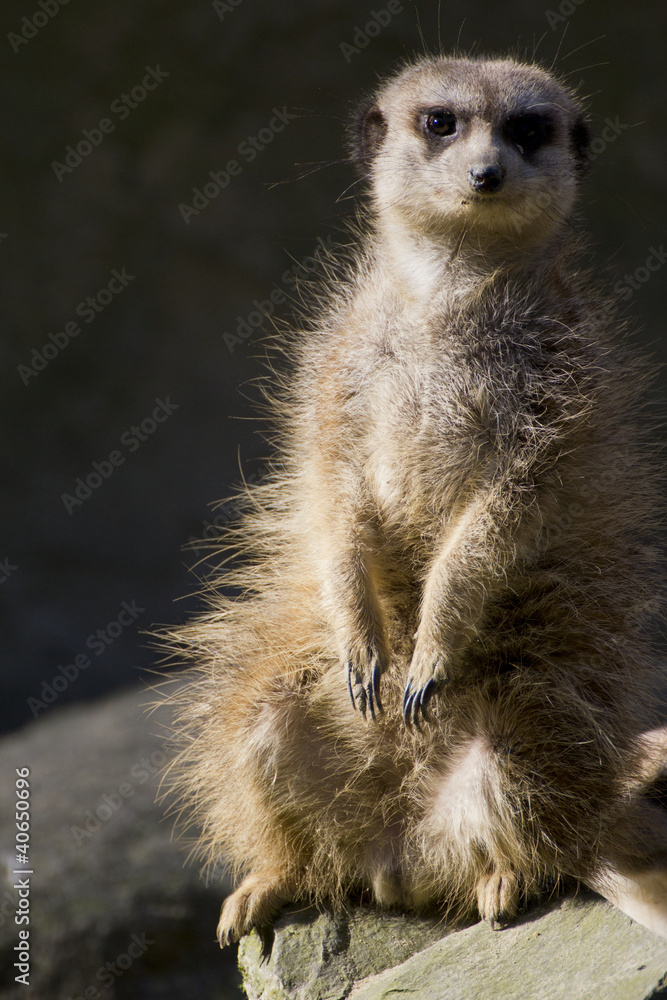 Fototapeta premium A slender-tailed meerkat