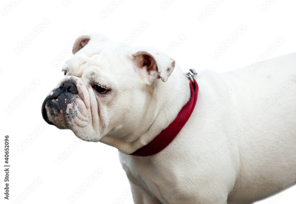 Bulldog inglese