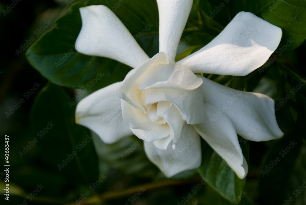 Gardenia Gardenia