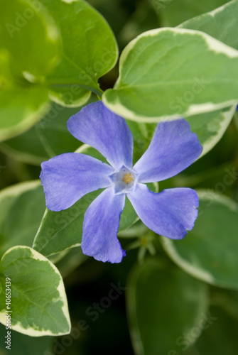 Periwinkle
