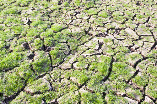 Green grass on cracked earth