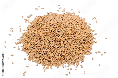 Bunch of wheat grain on white background