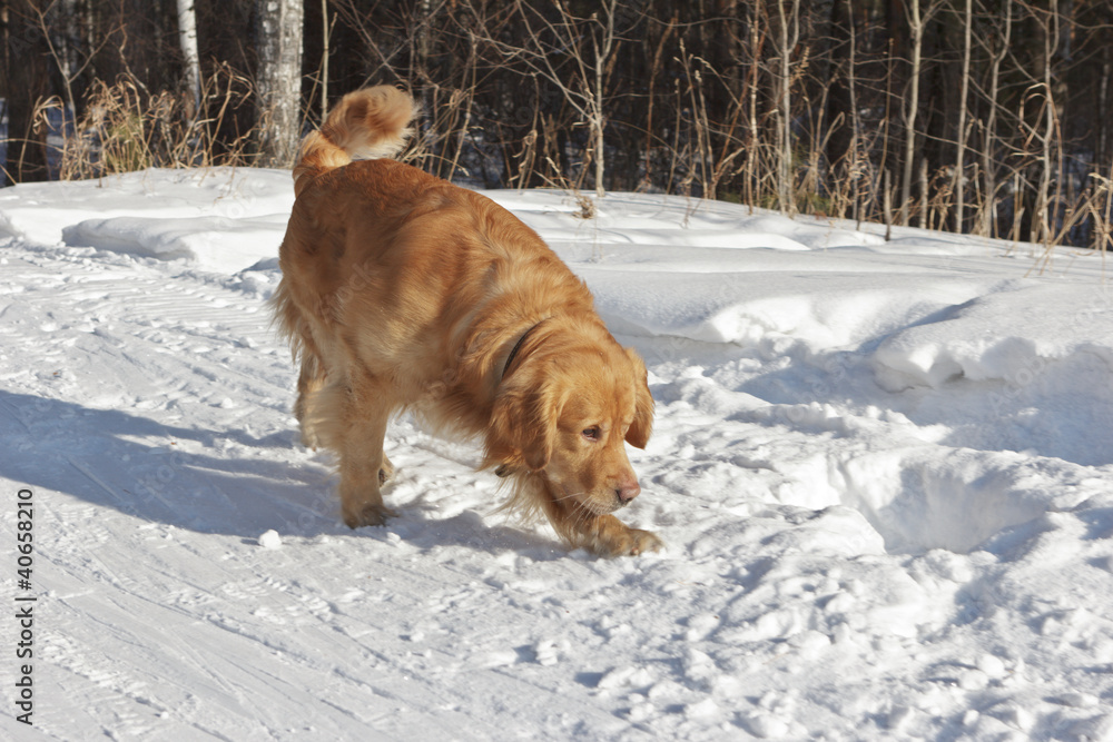 The beautiful golden retriever runs on the road in winter