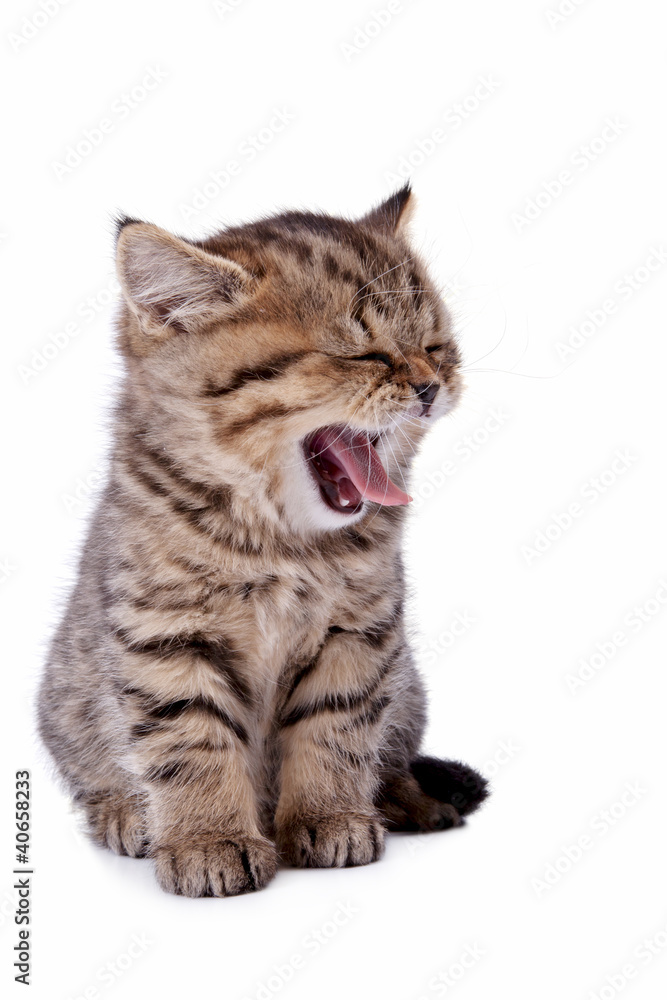 Fototapeta premium The striped kitten yawns