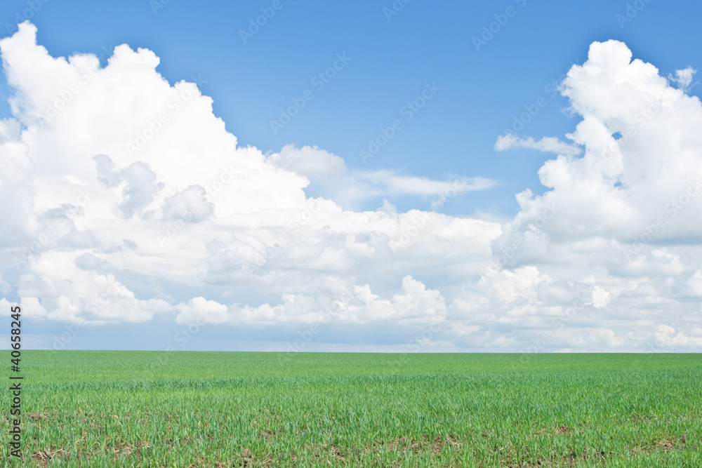 Wheat growing in the field