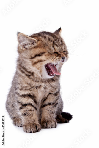 The striped kitten yawns