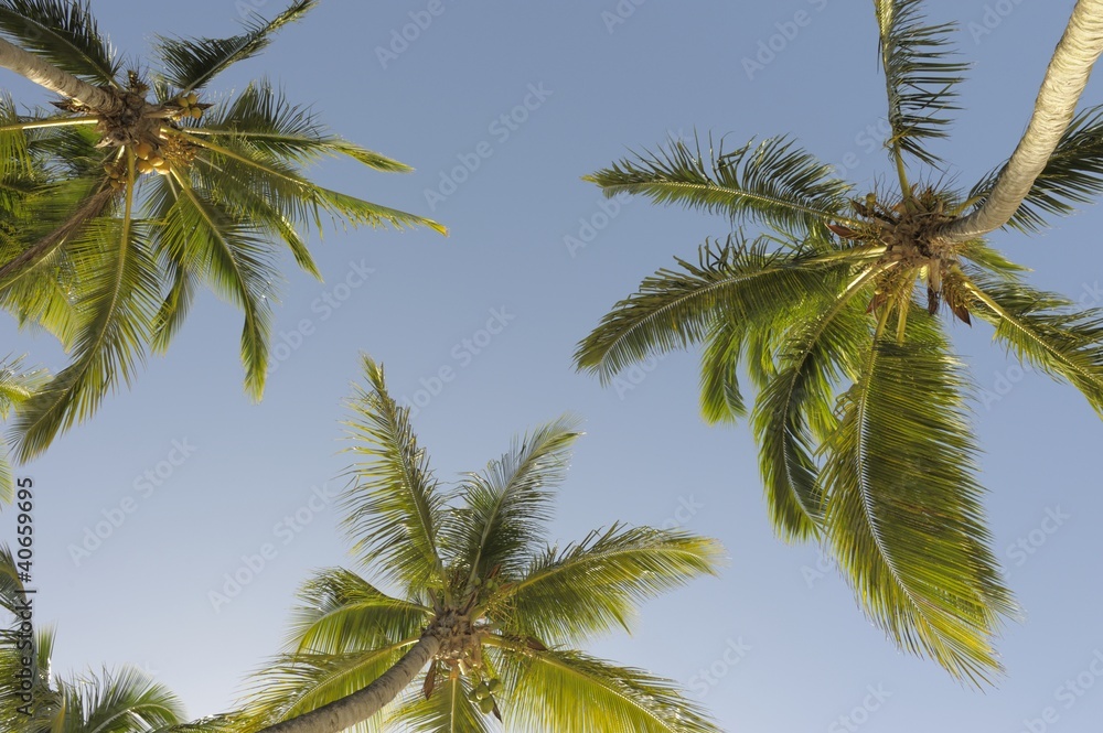 Palmenwipfel im Himmel Palmenwipfel im Himmel