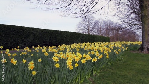 Golden Daffodils