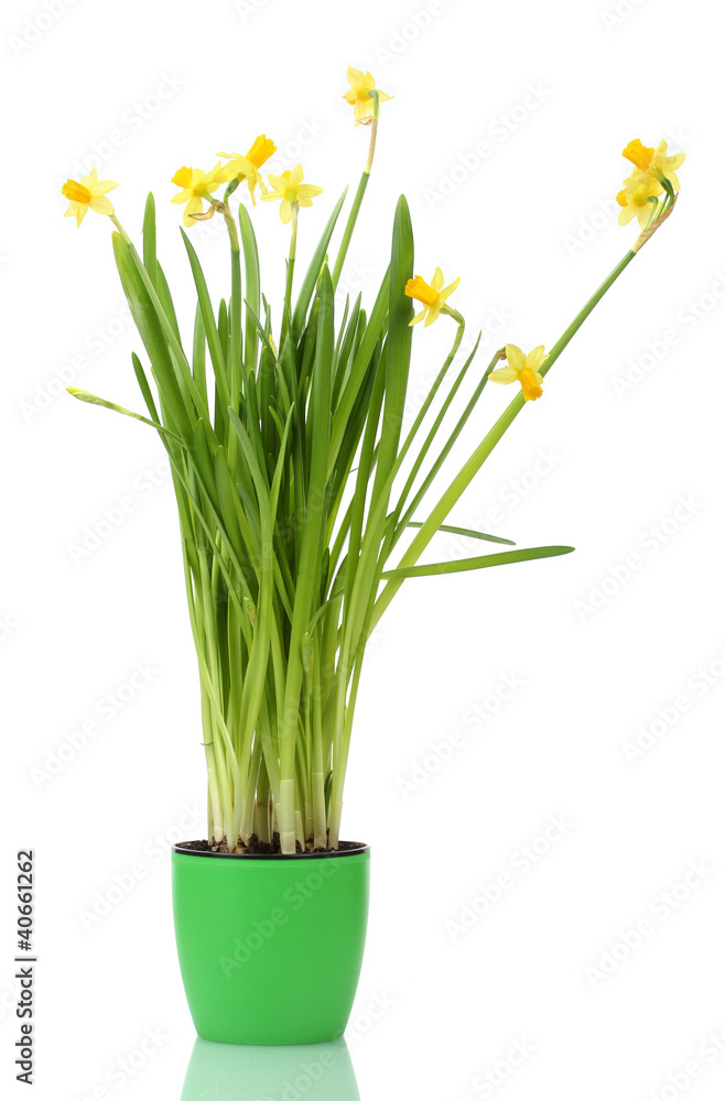 Fototapeta premium beautiful yellow daffodils in a flowerpot isolated on white