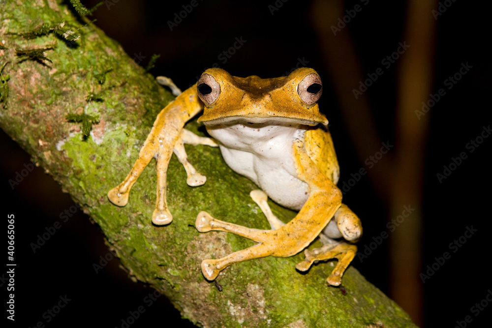 Fototapeta premium File Eared Tree Frog, Polypedates otilophus, Borneo