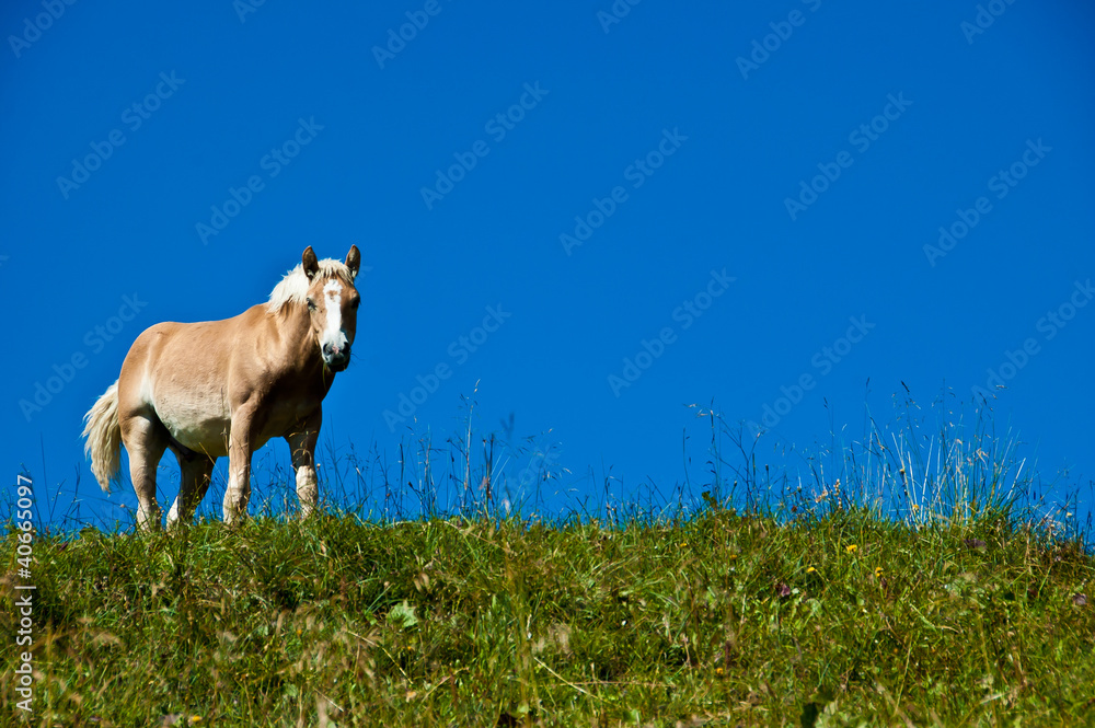 Cavallo in posa sul prato Cavallo in posa sul prato