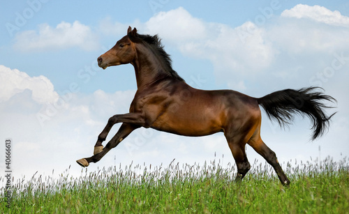 Bay Trakehner horse gallops in field