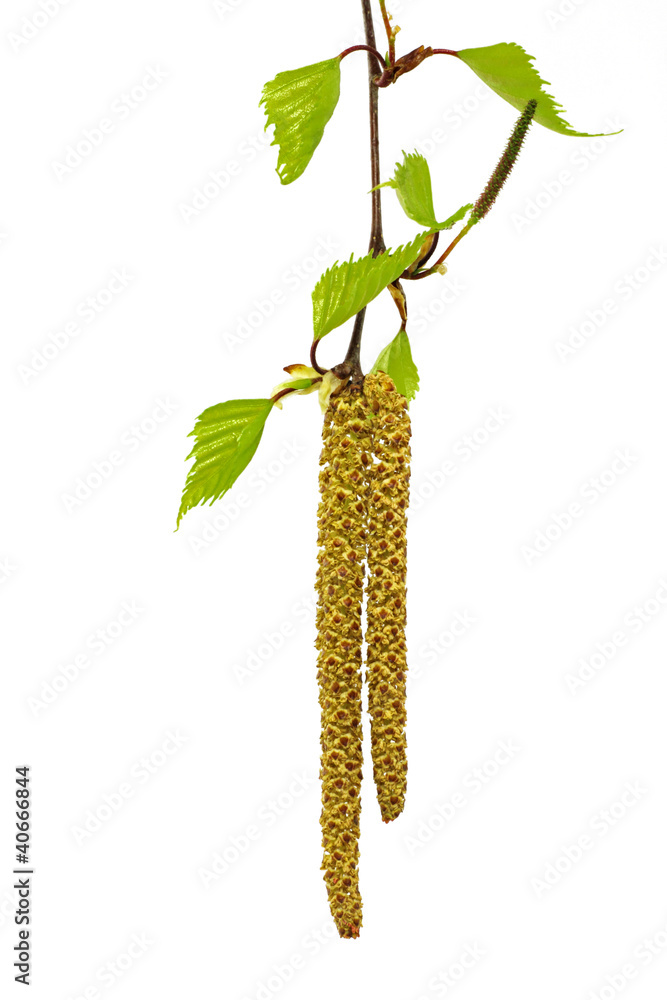 Obraz premium birkenbaumblüten