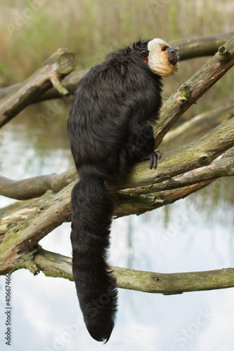 White-faced Saki (Pithecia pithecia)