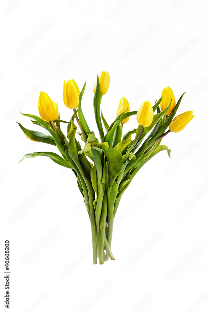 Beautiful spring, yellow tulips on white background Beautiful spring, yellow tulips on white background