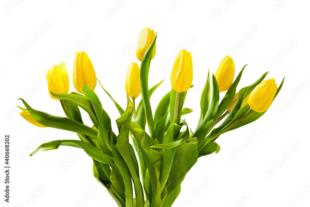 Fototapeta premium Beautiful spring, yellow tulips on white background