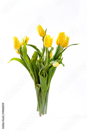 Beautiful spring, yellow tulips on white background