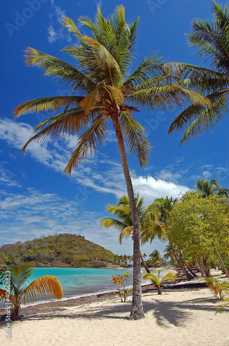 Tall palm tree on beach of Mayreau island