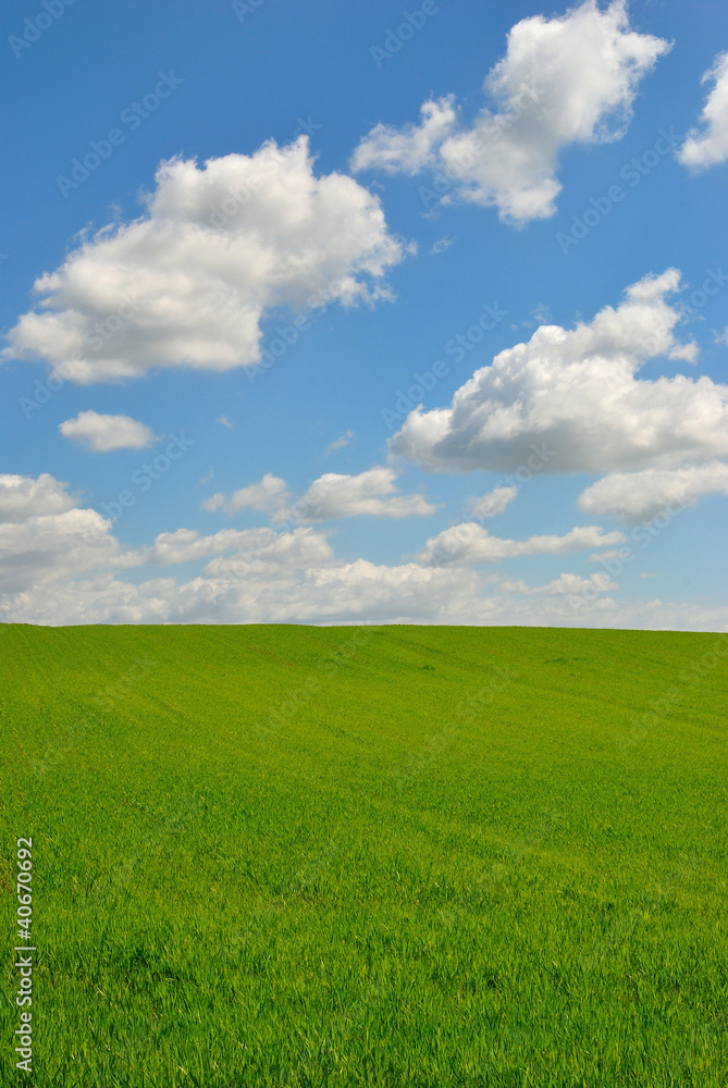 Prato verde