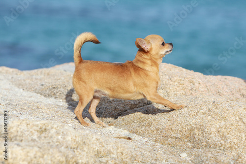 chihuhua jouant sur les rochers