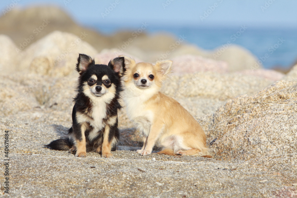 deux chihuahuas de couleurs différentes à la mer