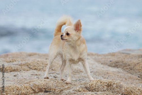 jeune chihuahua de face sur un rocher à la mer
