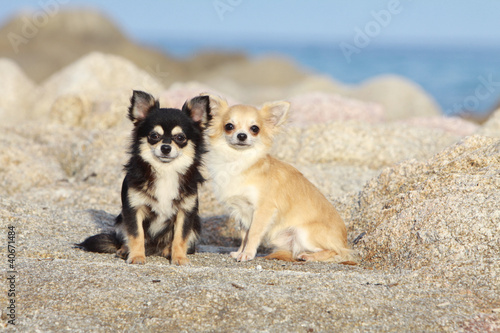 Obraz na płótnie deux chihuahuas de couleurs différentes à la mer w salonie