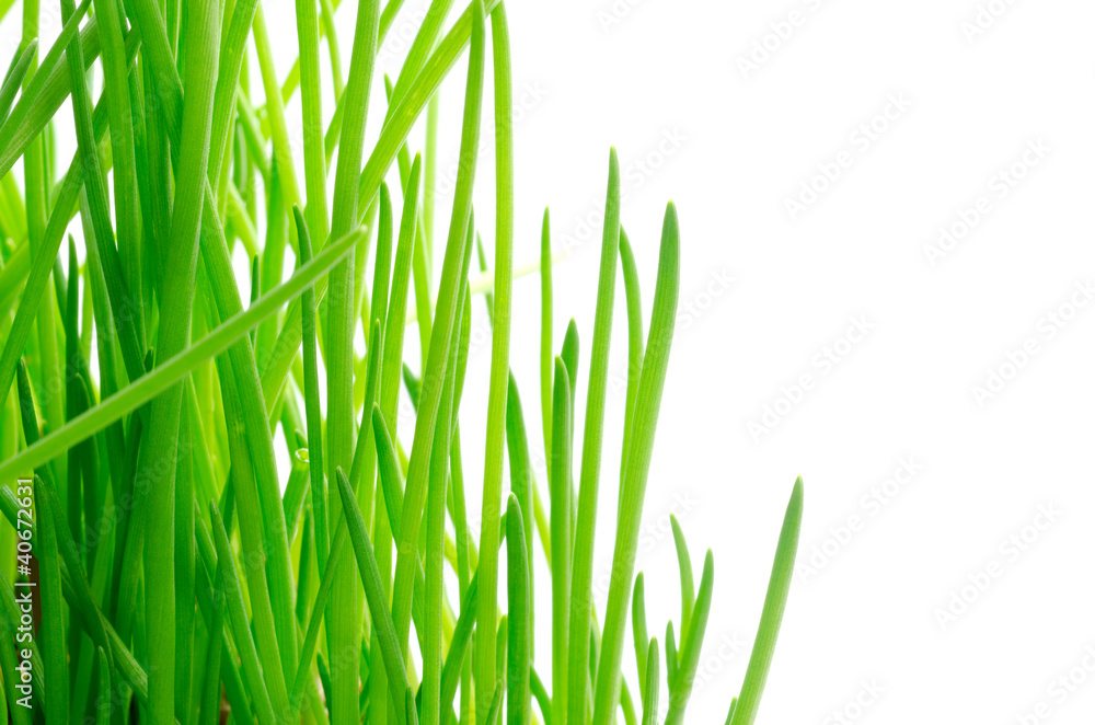 アサツキの緑の葉