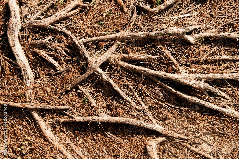 Tree Roots Tree Roots