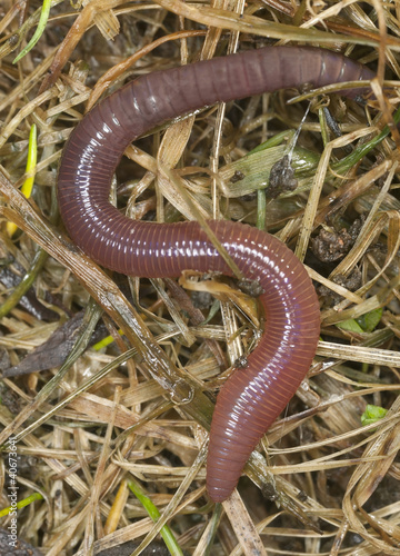 Earthworm crawling in wet grass, macro photo