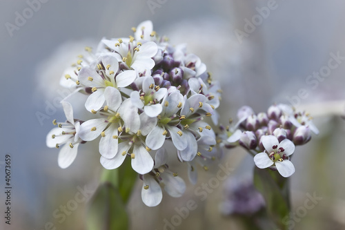 Macro photo of  Alpine Pennygrass (Thlaspi caerulescens) photo