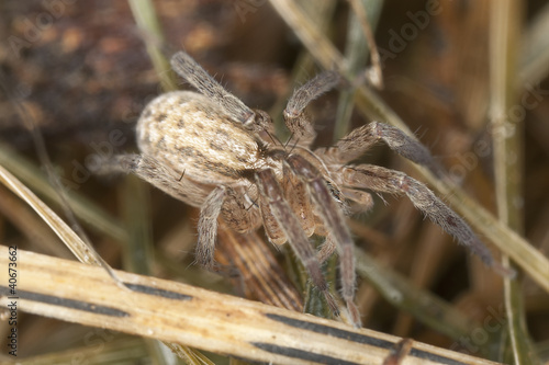 Small spider, extreme close-up