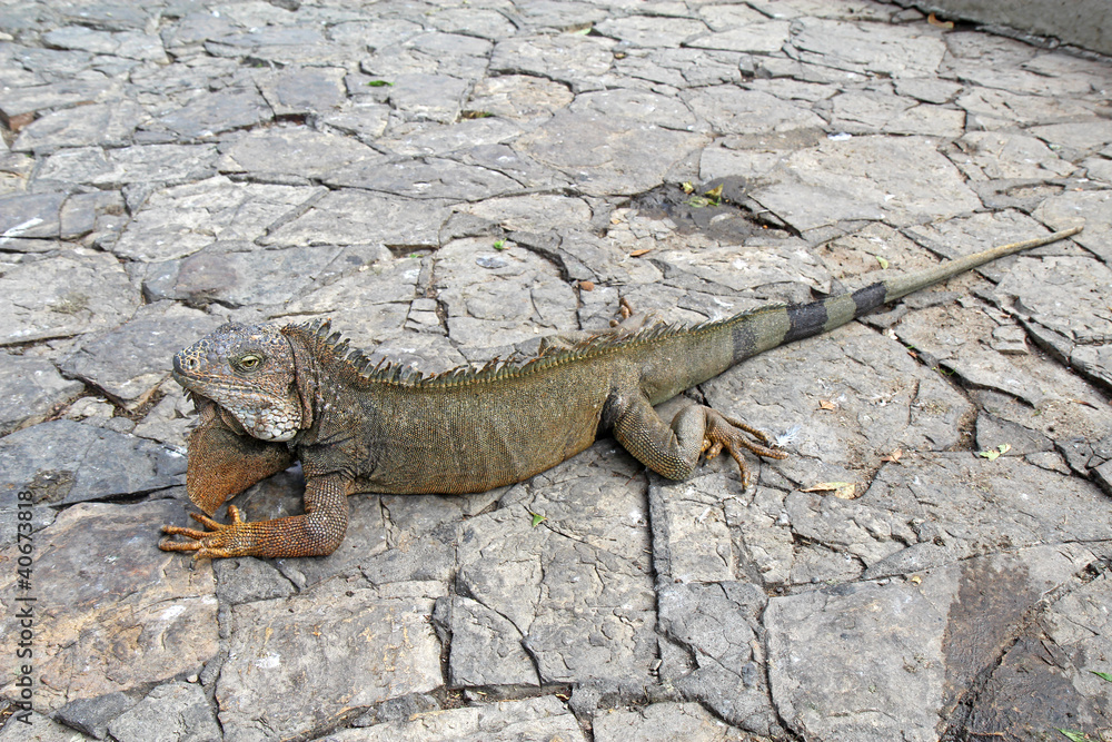Fototapeta premium A land iguana in Guayaquil, Ecuador
