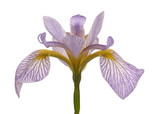 Single flower of a blue and white iris