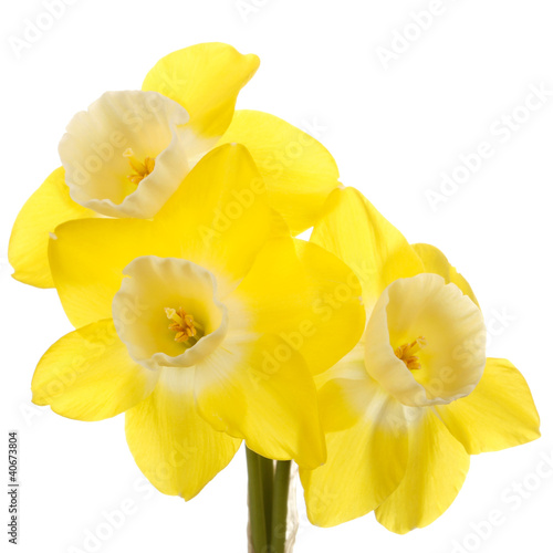 Three yellow and white jonquil flowers against a white backgroun