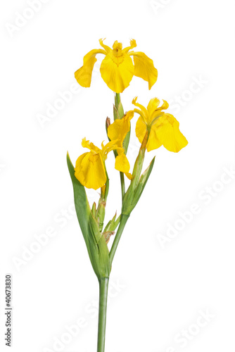 Stem and flowers of Iris pseodacorus