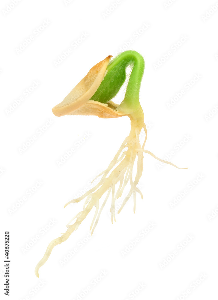 Obraz premium Pumpkin plant growing from seed, isolated on white