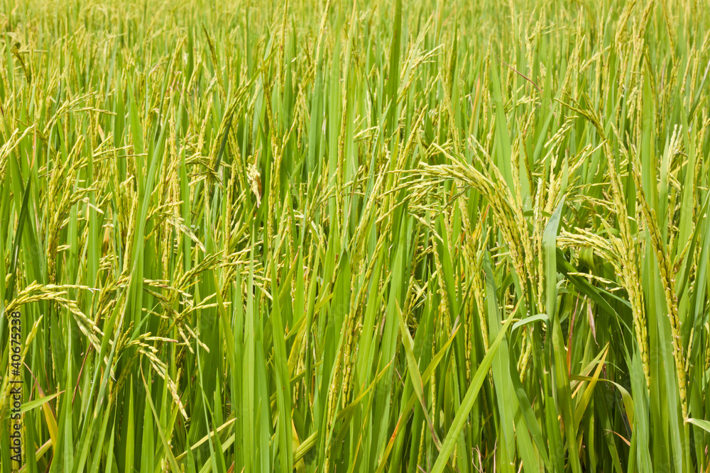 Paddy Rice in thailand. Paddy Rice in thailand.
