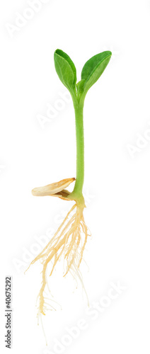 Pumpkin plant growing from seed, isolated on white