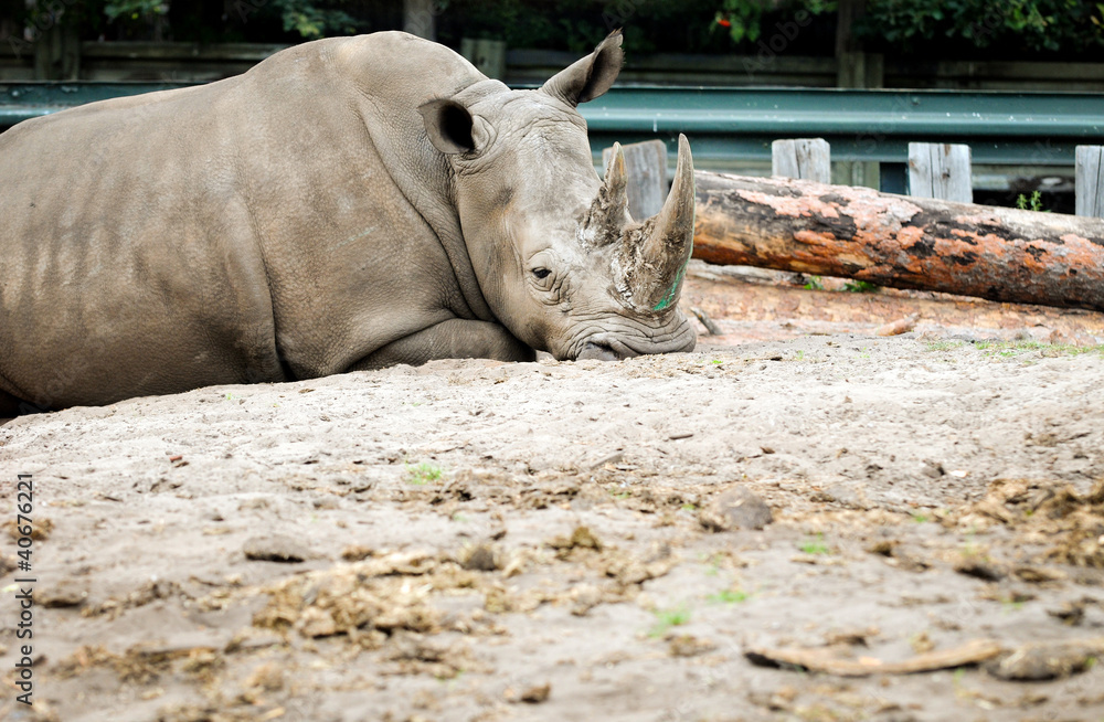 Ceratotherium simum rhino - white rhinoceros Ceratotherium simum rhino - white rhinoceros